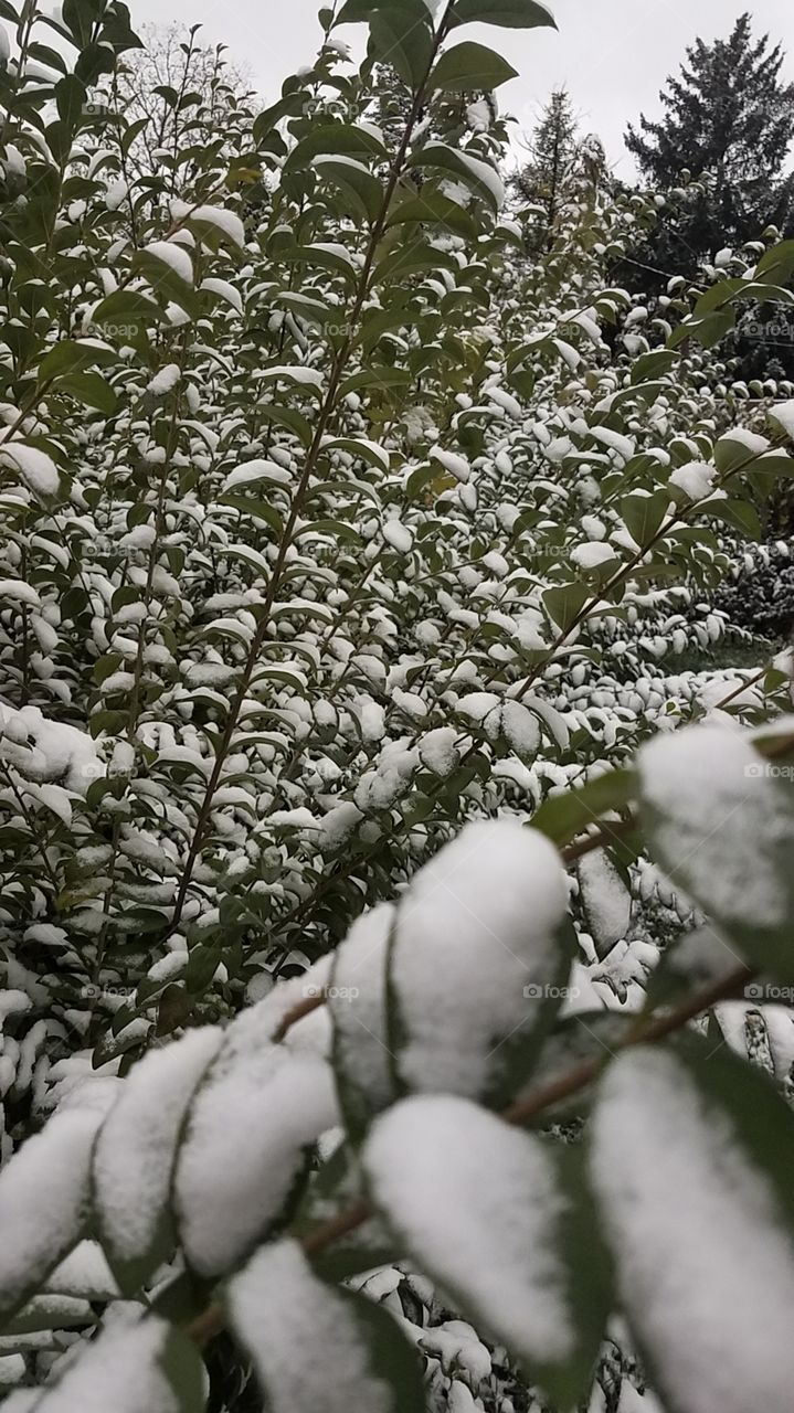 1st snow