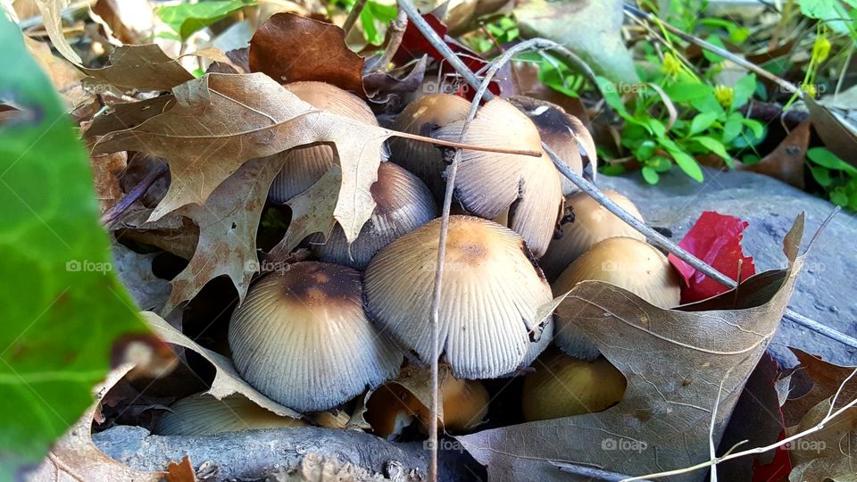 Mushrooms garden.