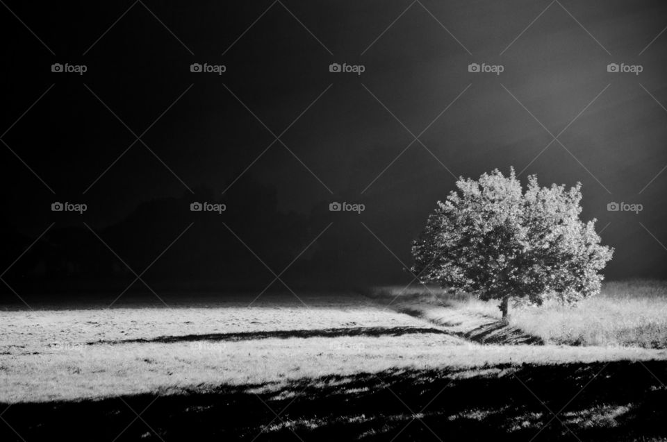 Brightly lit night tree.