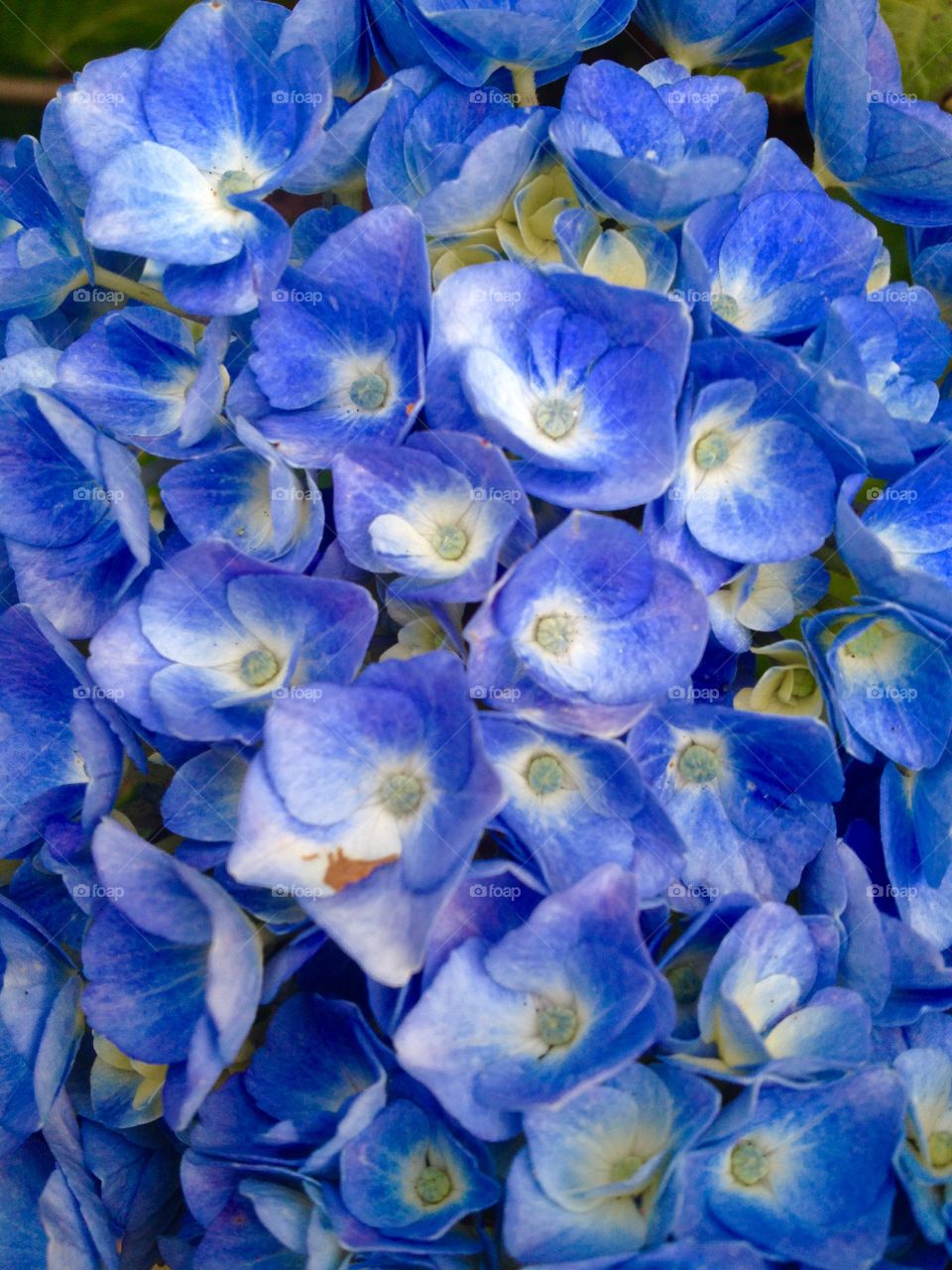 Hydrangeas 2. Hydrangeas in bloom