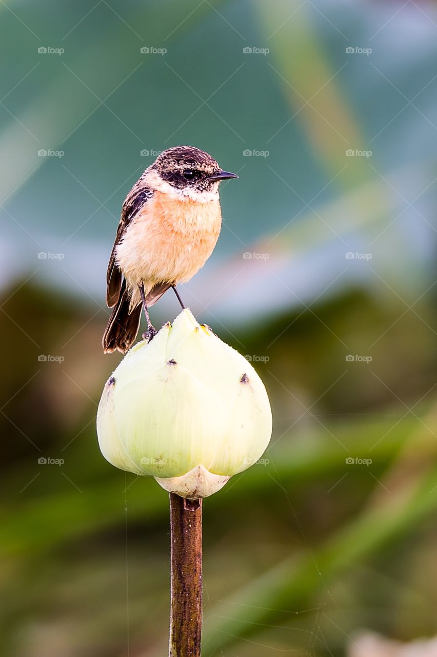 Sparrow perching on flower bud