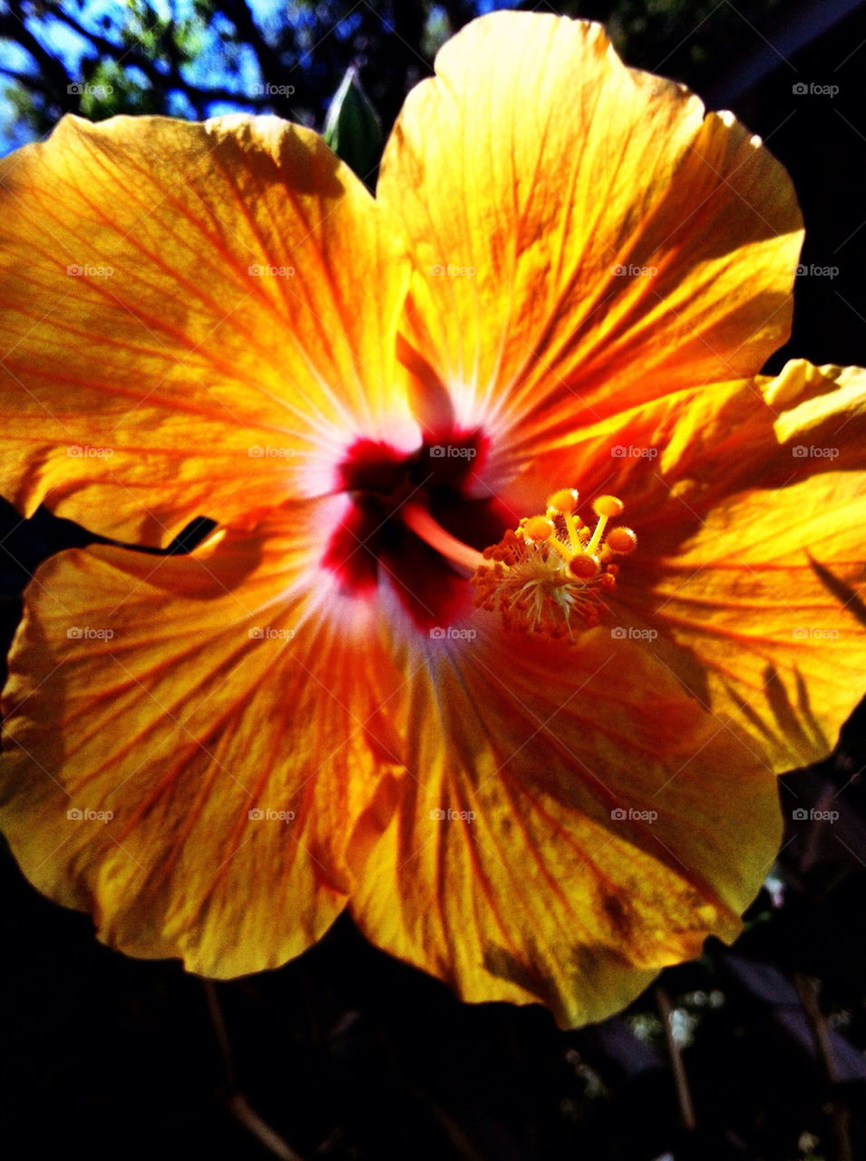 flower summer colourful hibiscus by wmm1969