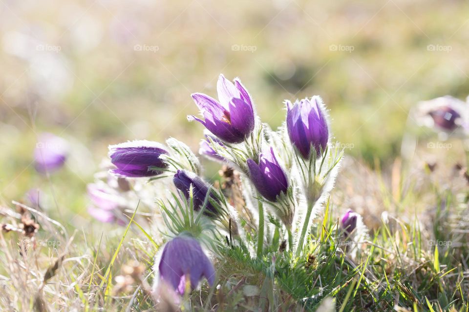 Closeup of beautiful purple blooming pasque flowers shot in backlight on a sunny day in spring 