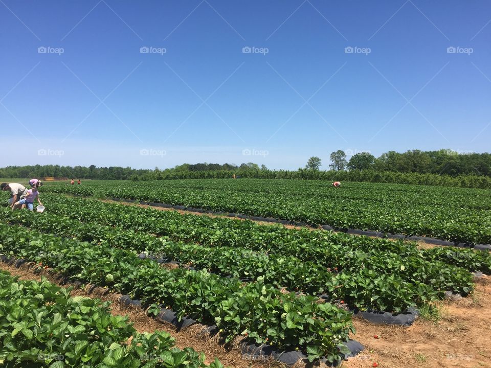 Strawberries fields
