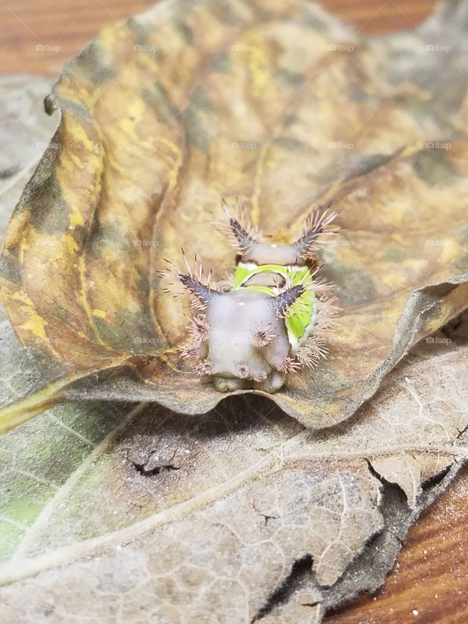 Saddleback Catepillar