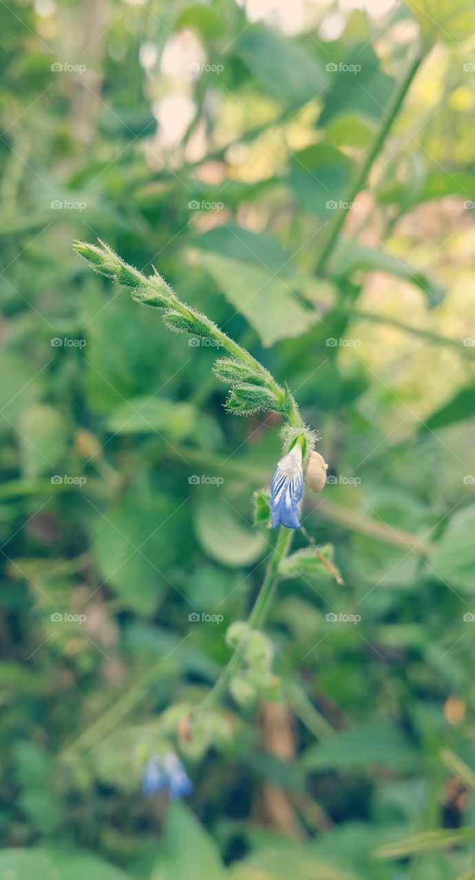beautifull blue flower