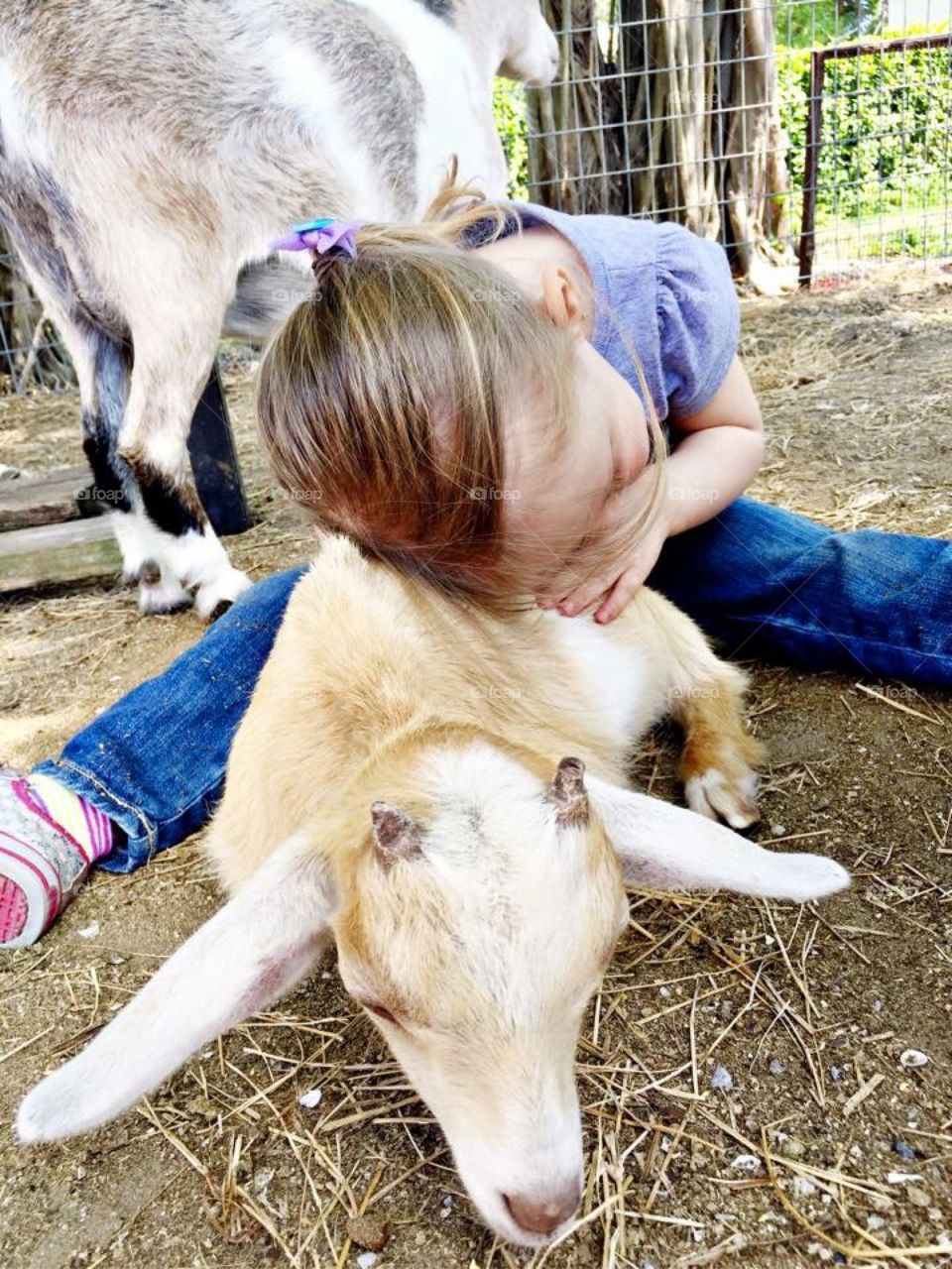 Baby goat love 