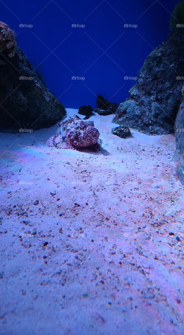 Blowfish On the Bottom of an Aquarium Tank