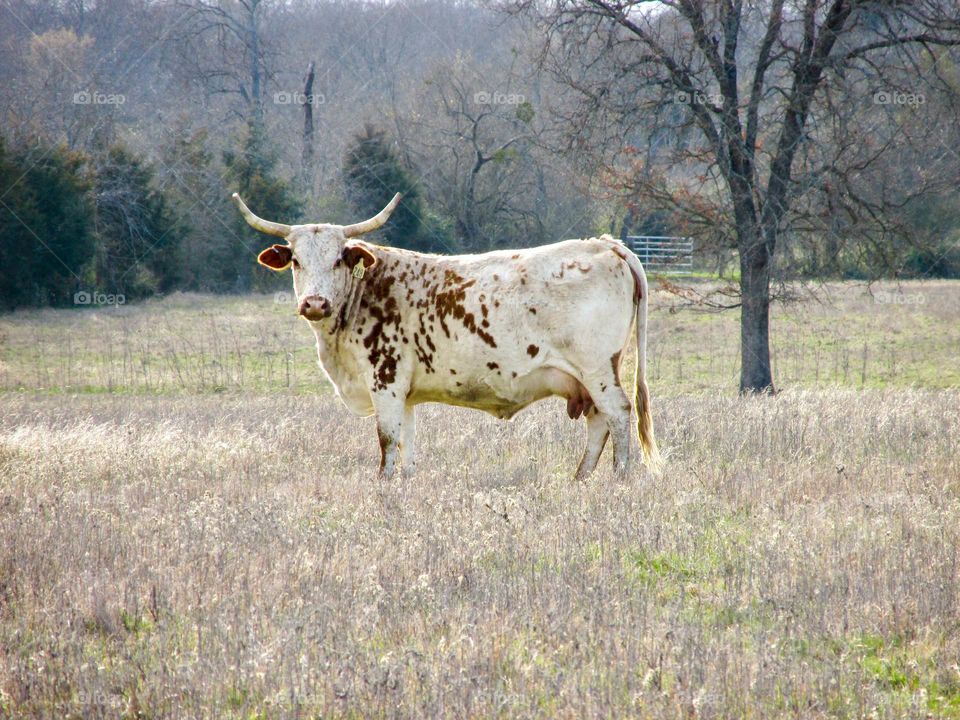 Spotted longhorn in a pasture