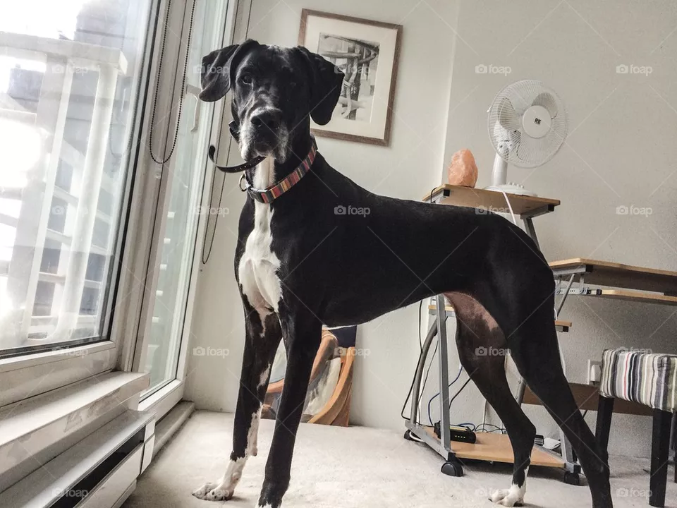 Great Dane