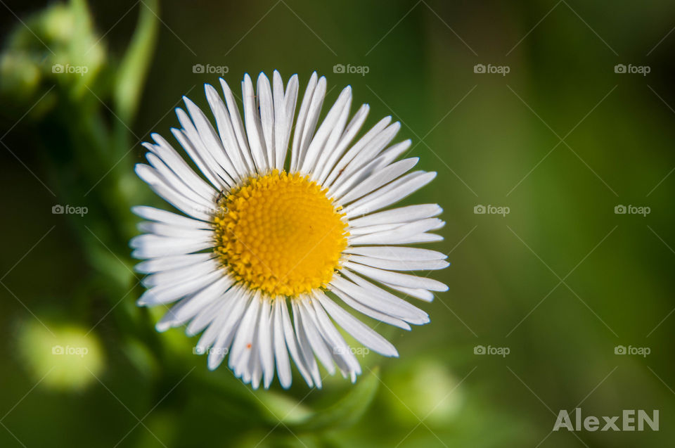 White flower