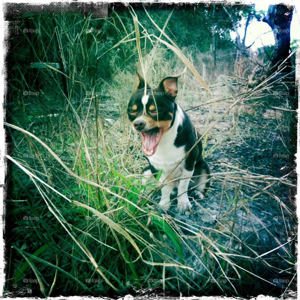 Dog, Grass, Animal, Cute, One