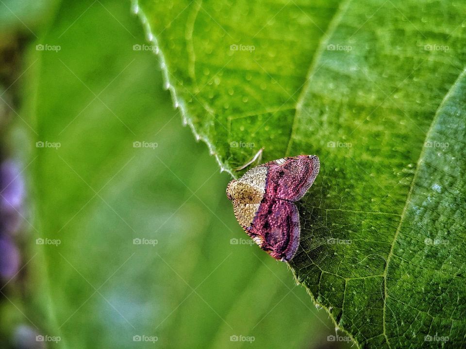 Planthopper