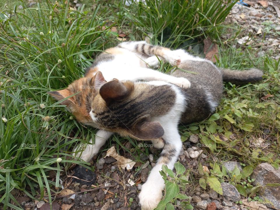 Cute kitten playing in the grass