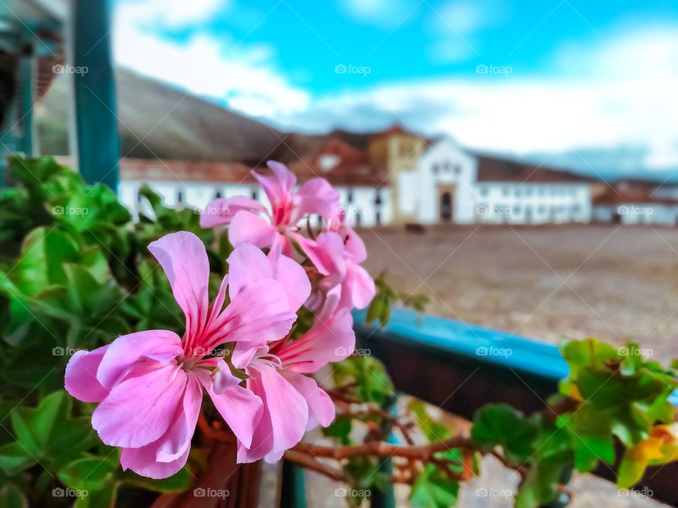 Plaza principal de Villa de Leyva Boyacá Colombia durante la cuarentena de mayo de 2020 desde un balcón en dónde se aprecian hermosas flores rosadas durante el atardecer. Pink flowers, quarantine, may, sunset, horizontal