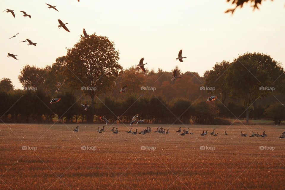 Geese in a field