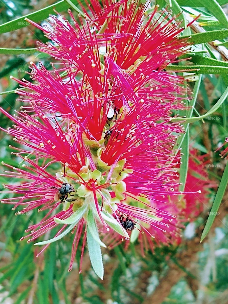 O magnífico e lindo trabalho das abelhas e sua beleza