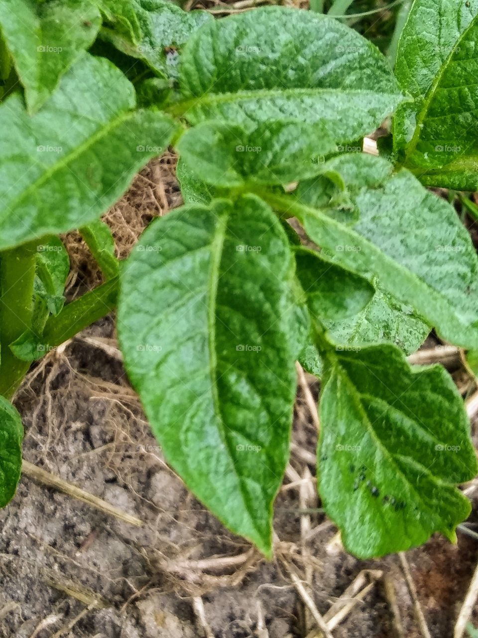 wet leaves of a potato plant