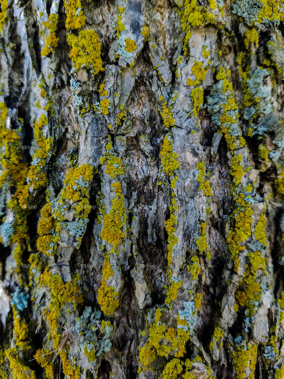 Mossy Tree Bark