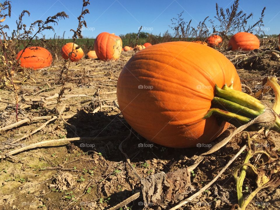Pumpkin Patch
