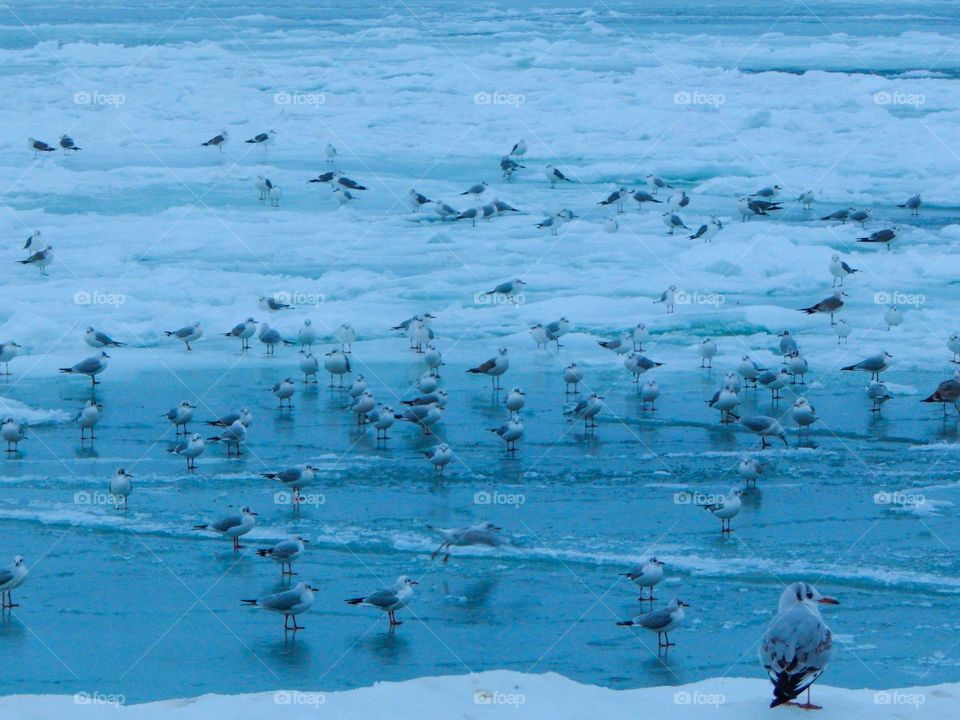 symphony of seagulls