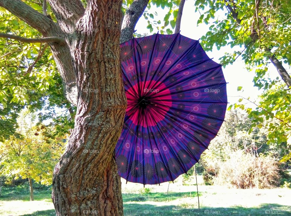 broken umbrella on a tree сломанный зонт на дереве