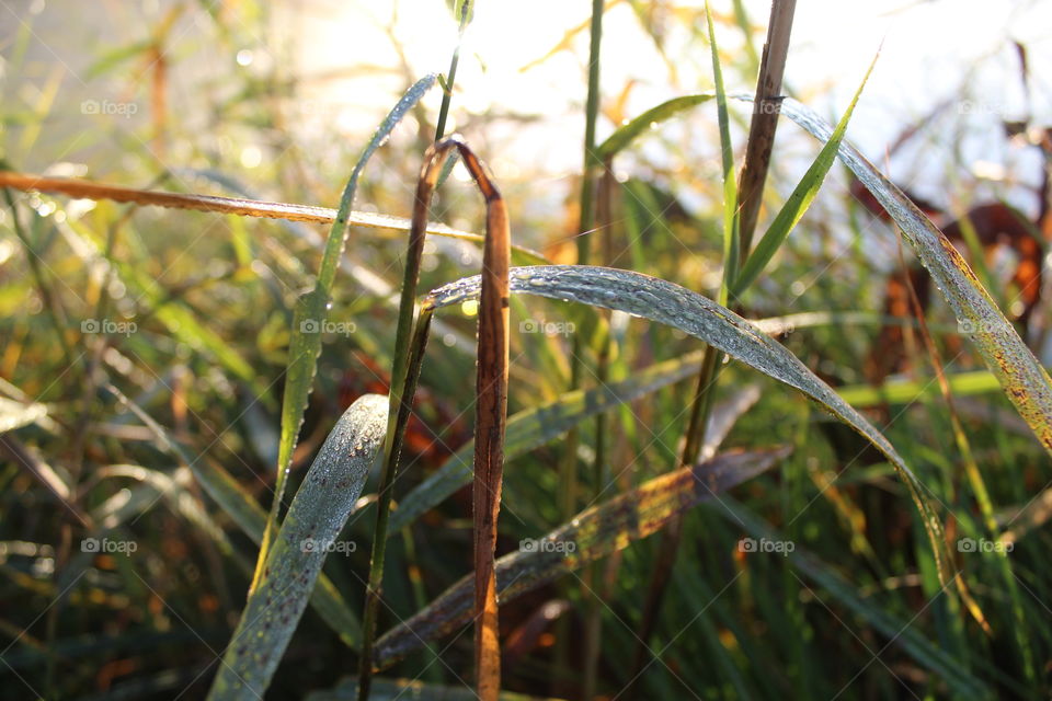 Forest poland light nature warmia mazury macro macrophotography leaves leaf 