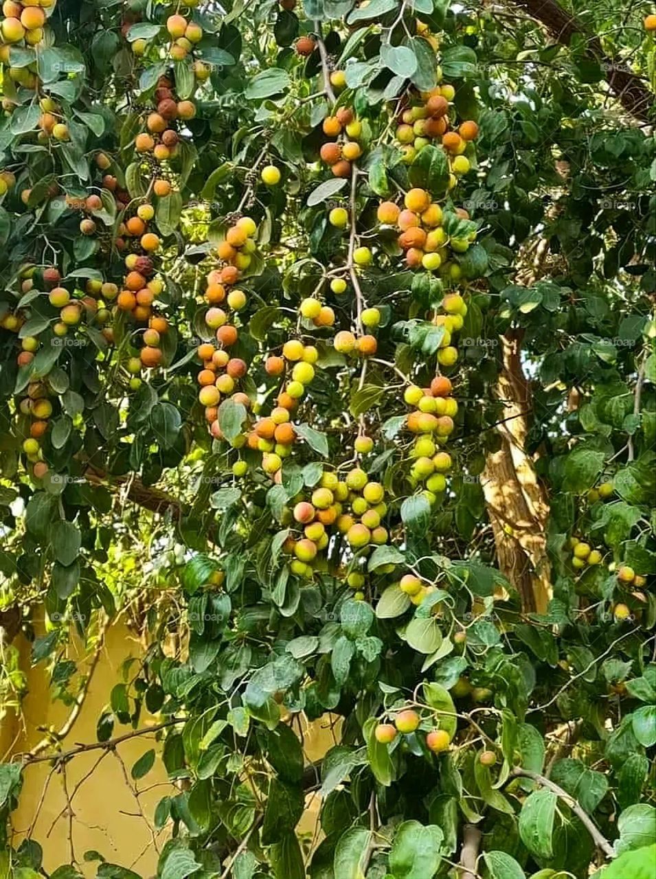 A very beautiful picture, and there is no better picture than it. There is no better picture of green herbs and colorful, red and white roses than it. Glory be to God, the natural and picturesque view, and there is no more