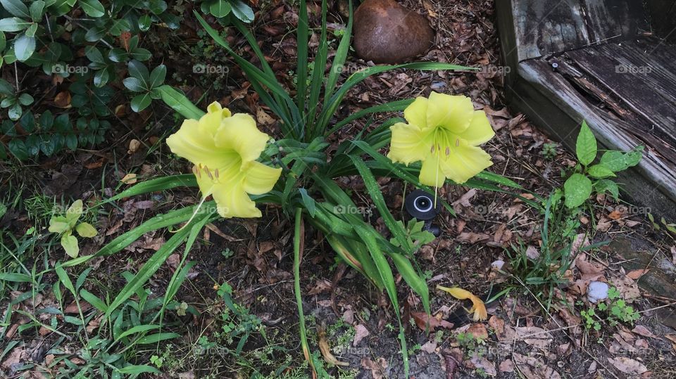 Beautiful bright yellow Day Lilies enjoying their day in the woods of South Georgia! 