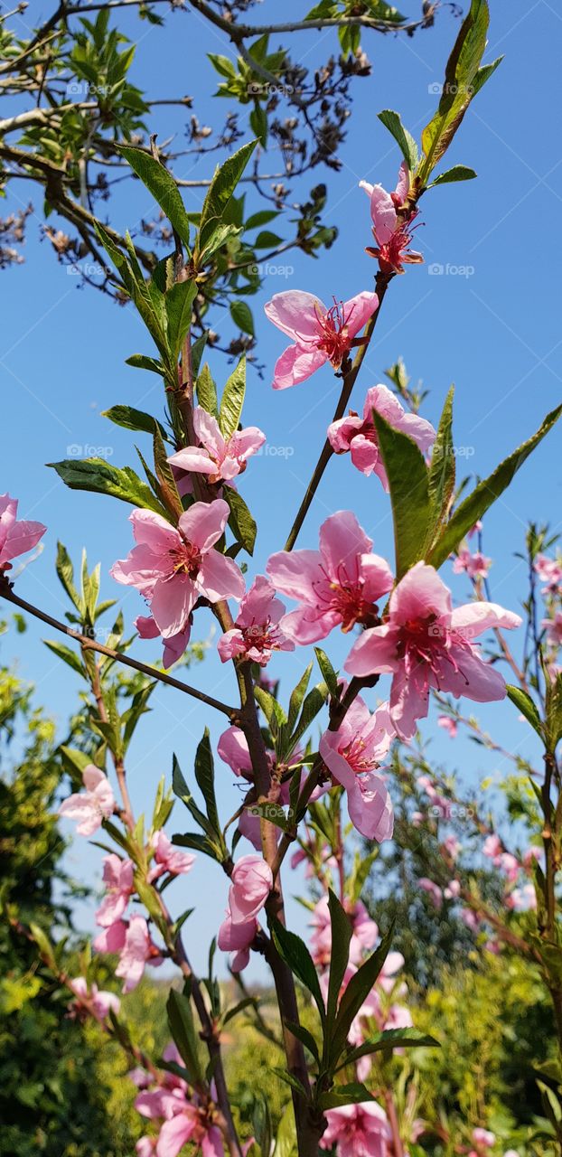 Cherry blossom