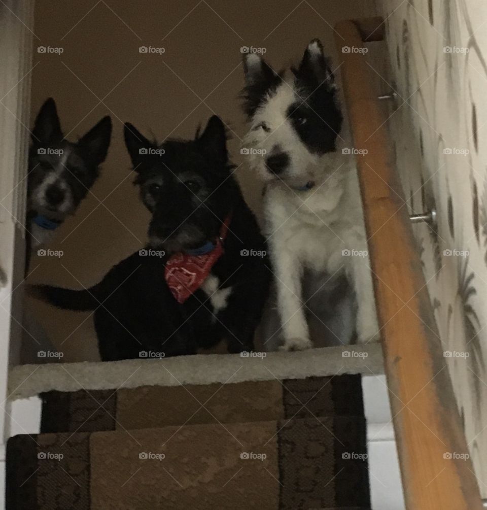 Dogs getting caught upstairs 