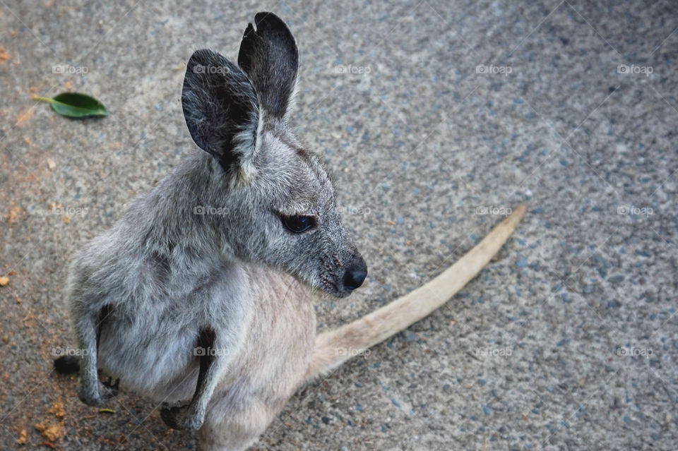 Adorable little wallaby friend on Daydream Island, Whitsunday Islands, Australia. She was hand raised but now roams the island freely