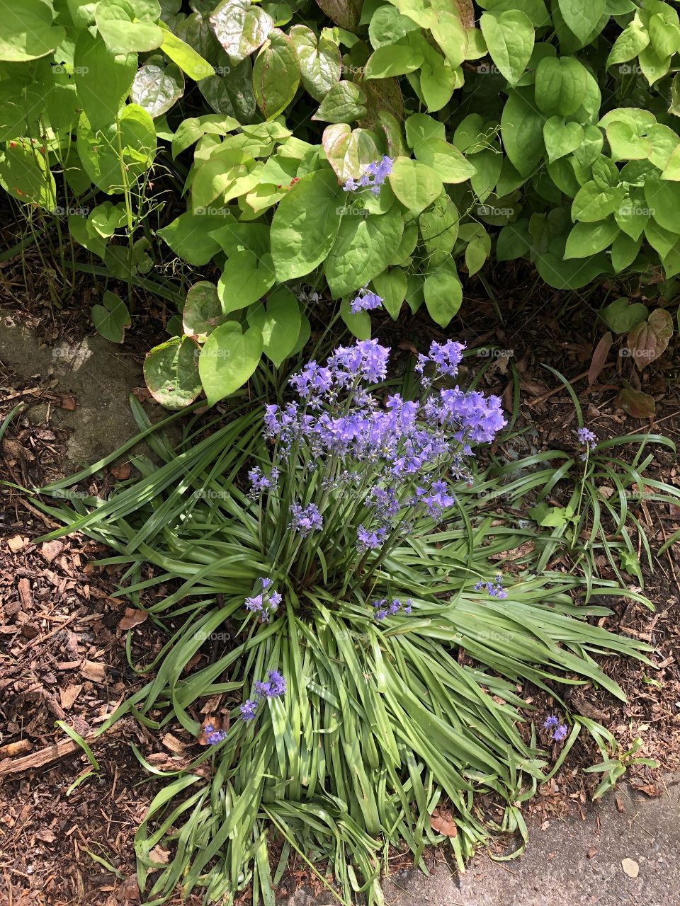 Purple fauna in the Seattle gardens. 
