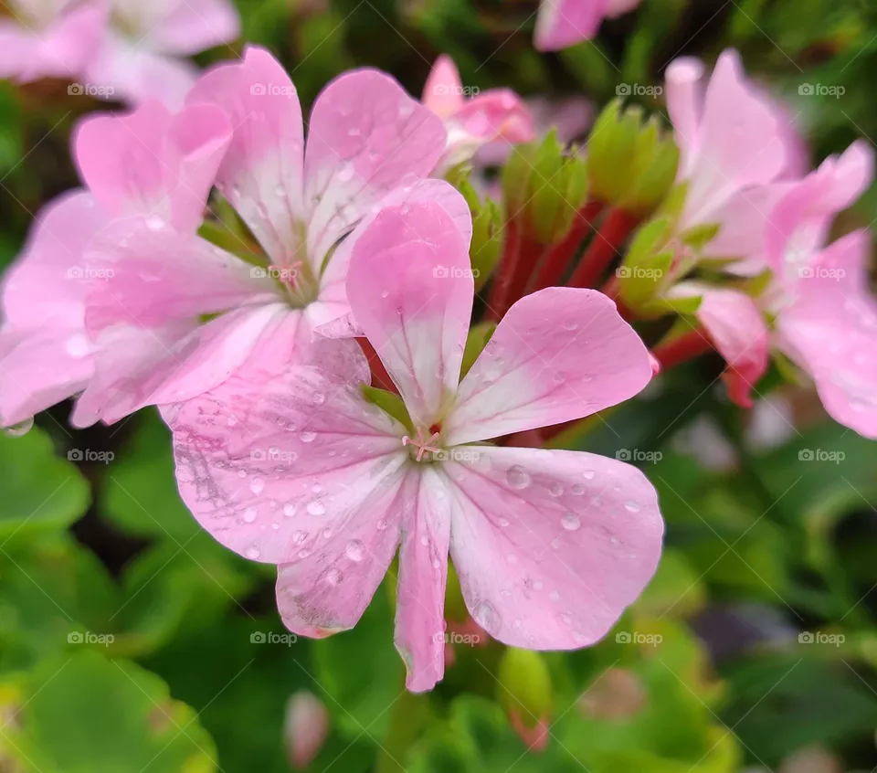 pink flowers