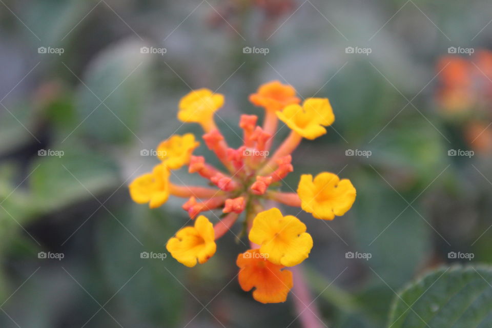 a flower...in spring season day