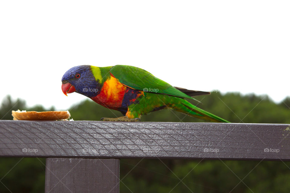 nature animal bird colorful by splicanka