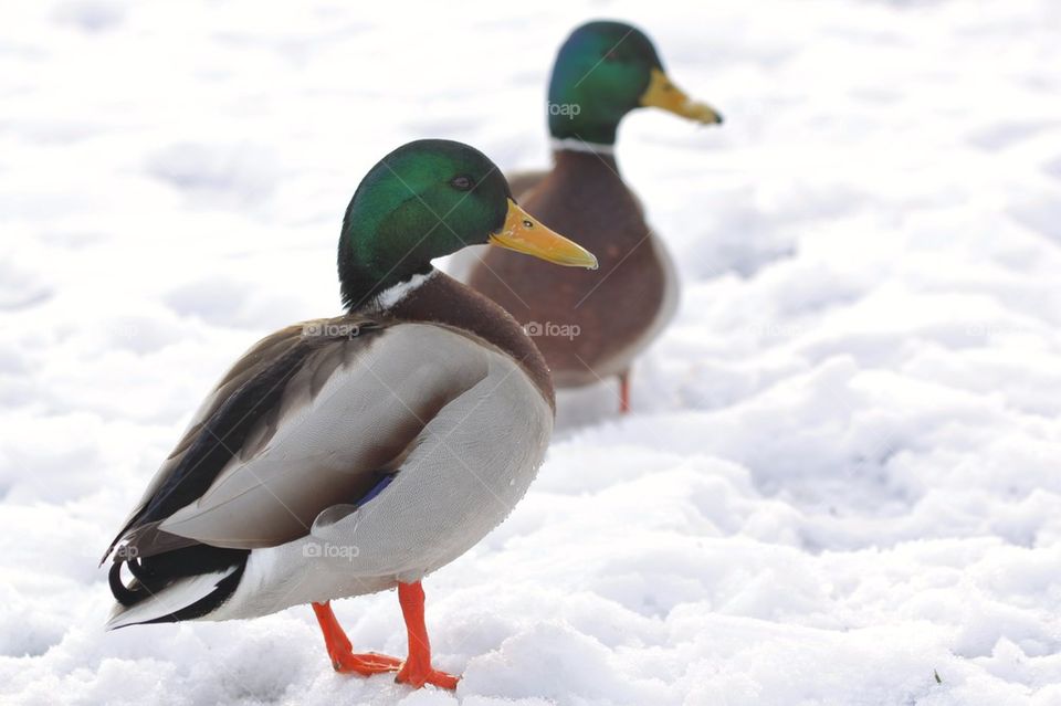 Two ducks on snow