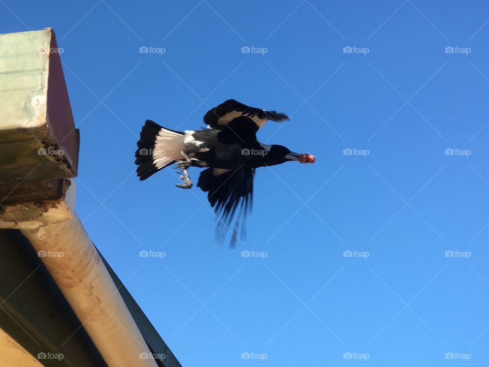 Motion, magpie in flight with food in beak