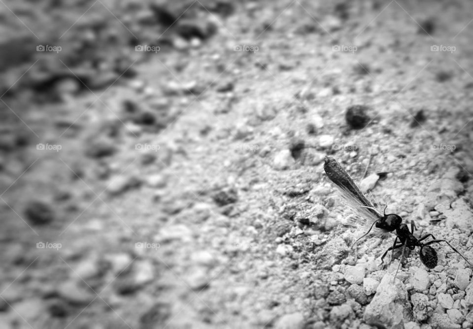 trabajar como una hormiguita