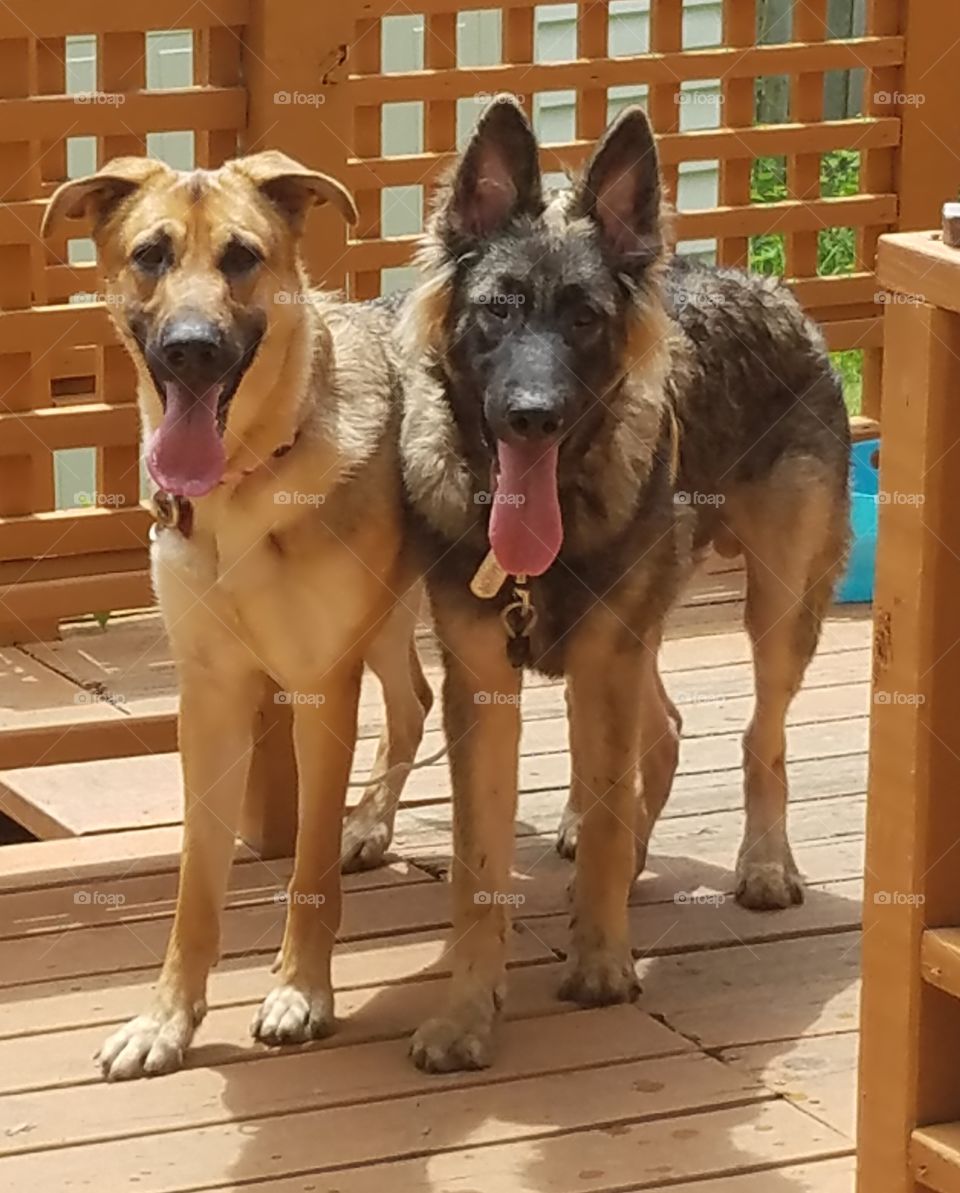 Samson and Ziva on the deck