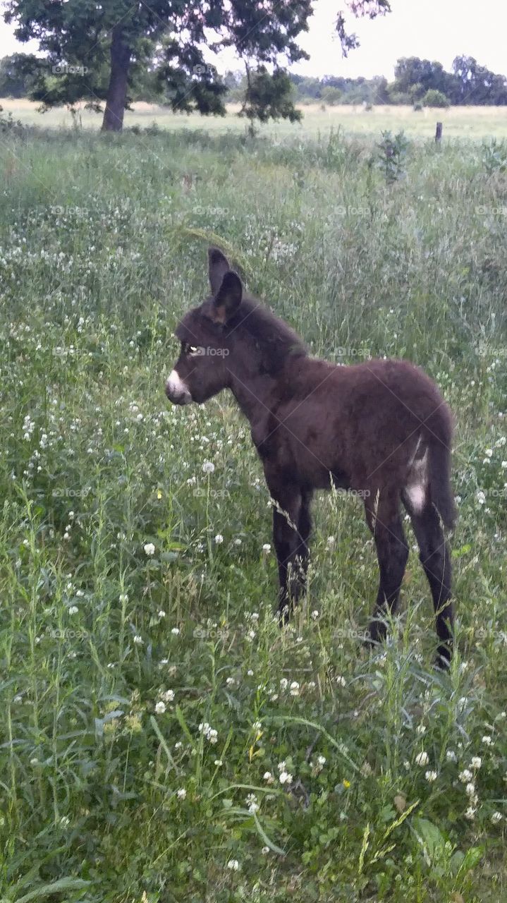 Baby mini donkey