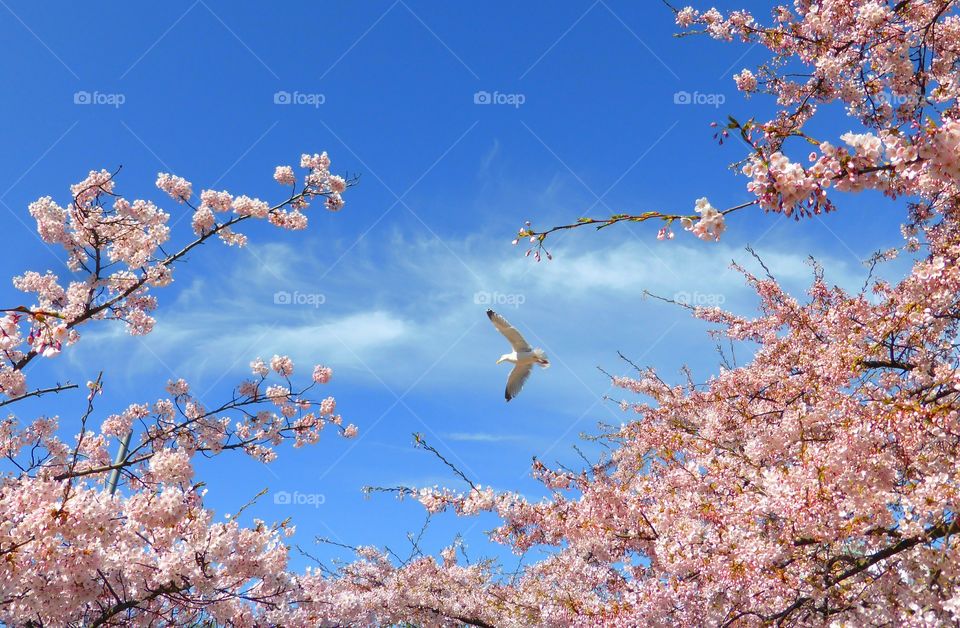 Seagull flying in the air over cherry tree blossom