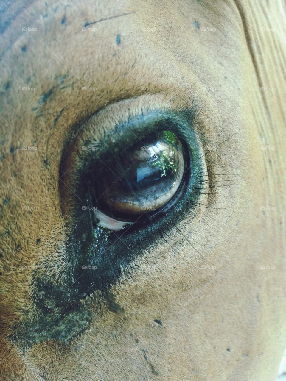 cow and eye