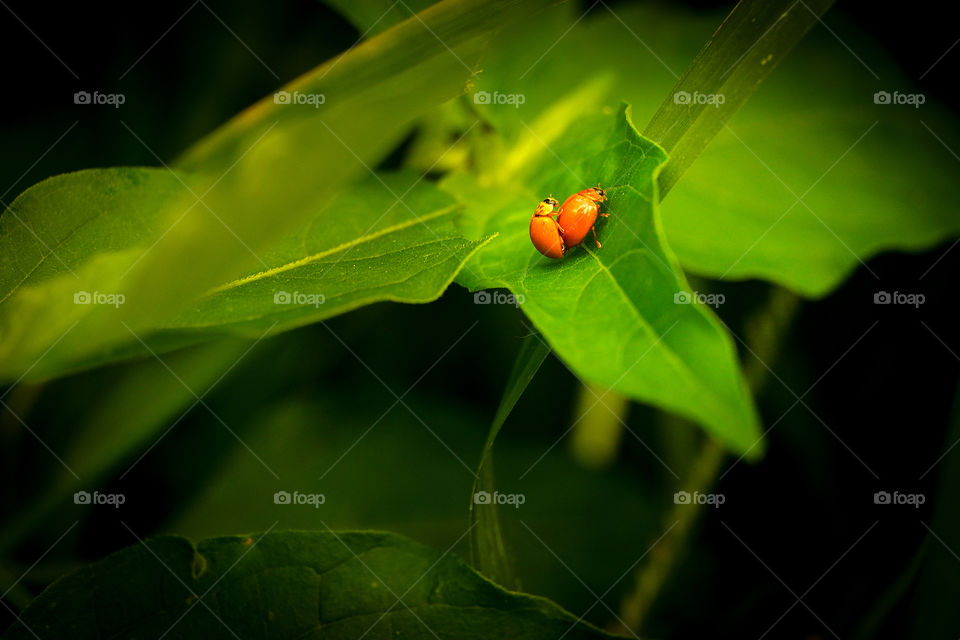 Ladybug