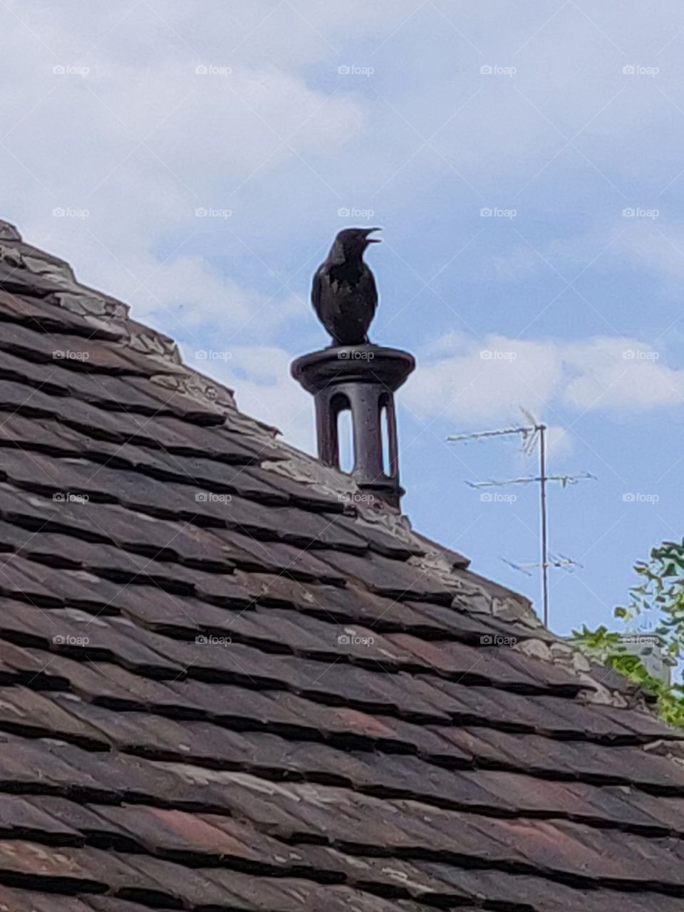 Crow on my roof