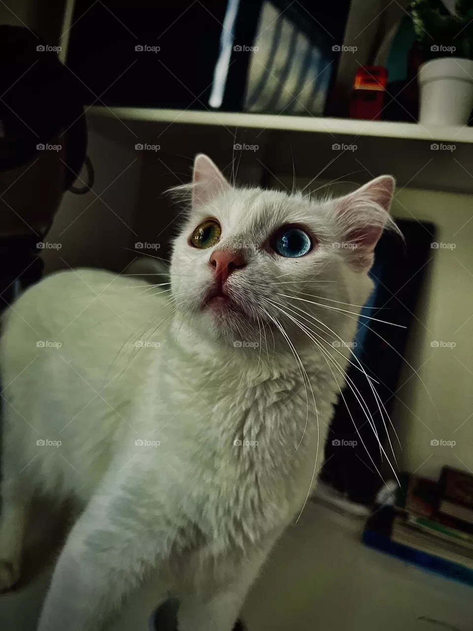 CAT LUNA