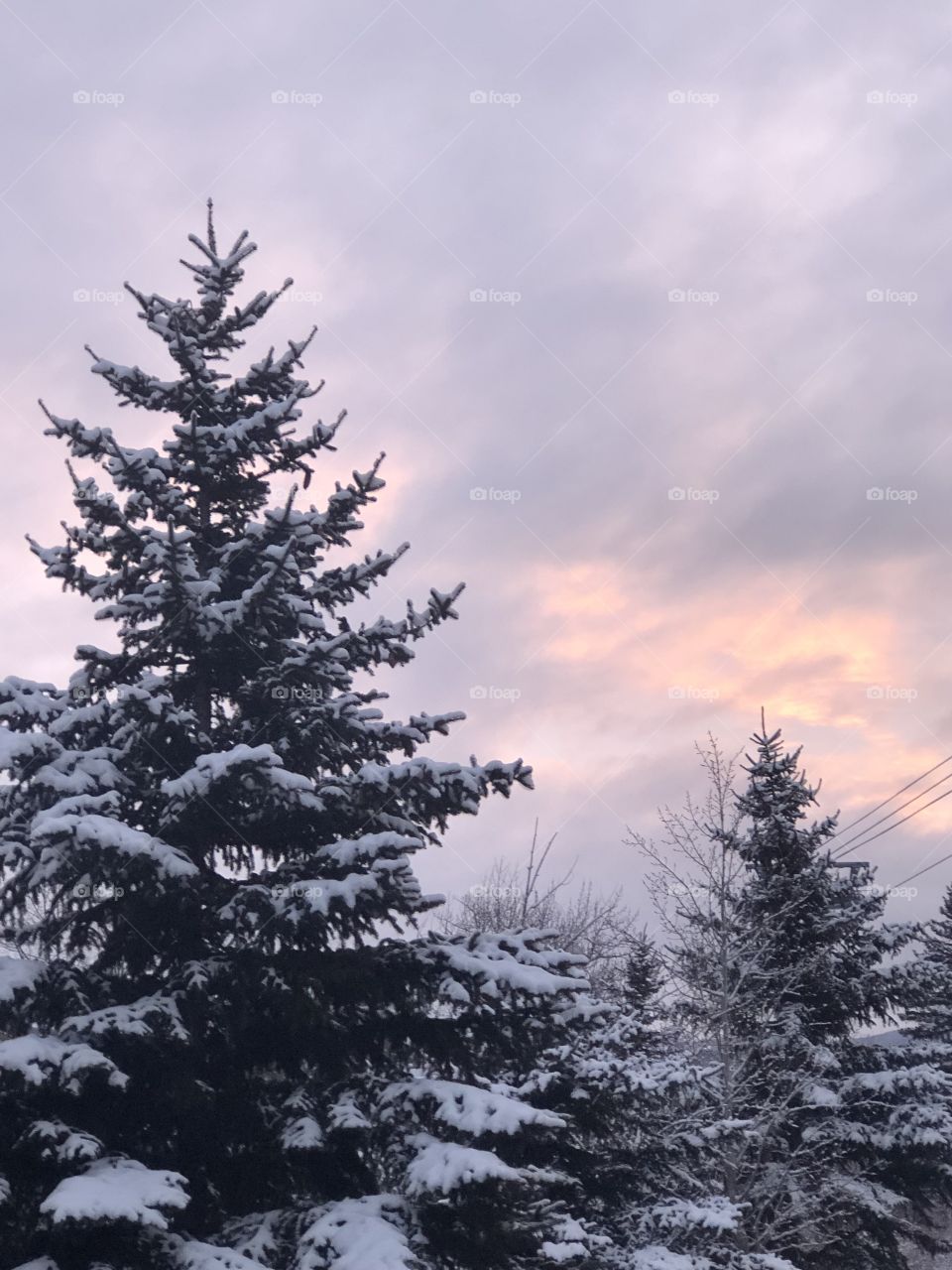Snowy trees with a purple sky in Colorado on this beautiful Saturday morning. 