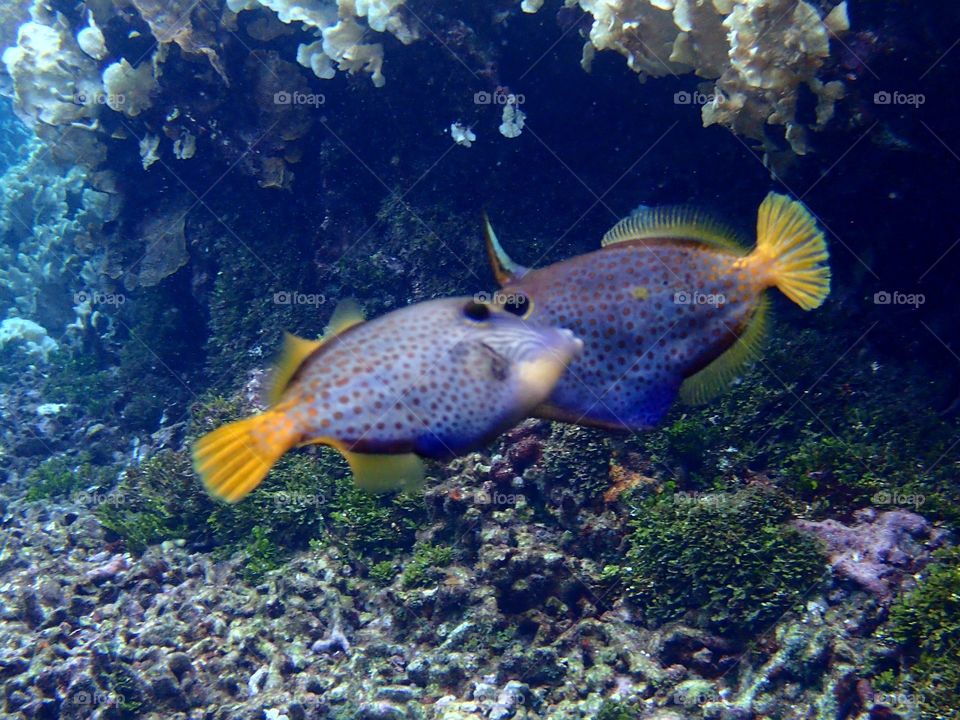 Ocean Fish Roatan Honduras