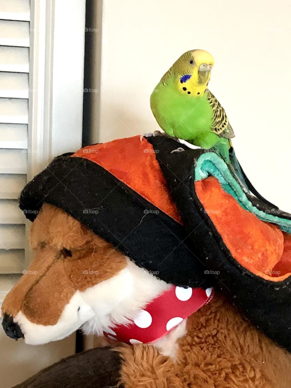 Coco with Foxy / little Coco loves his friend the fox 🦊