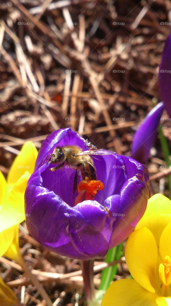 bee looking up from a crocus